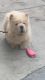 Chow chow puppy for sale any interested buyer contact us for purchase