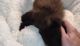 Male Black Smoke Persian Kitten