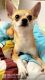 I have Chihuahua breed puppies for sale…