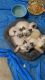 Adorable Siamese Himalayan kittens