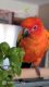 Re-Homing Red Factor Sun Conure - Male