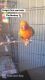 Re-Homing Red Factor Sun Conure - Male
