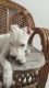 2 months old dogo argentino puppy for sale in bhopal for rs 16000