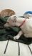A male dogo argentino puppy for sale in bhopal