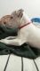 A male dogo argentino puppy for sale in bhopal