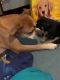 CANE COROXER PUPPIES HOME IN TIME FOR CHRISTMAS