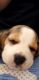 A beagle puppy very cute , intelligent, loyal , friendly