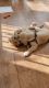 Adorable golden retriever male puppy for sale