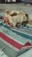 Home bred golden retriever puppies for sale