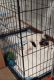 Jack Russell Terrier and Miniature Schnauzer Designer Puppy