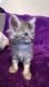 Maine Coon Ragdoll Kittens Emotional Support Animals (ESA)