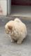 CHOW CHOW MALE AVAILABLE