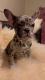 Frenchie Merle Puppy (Female)