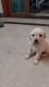 36 days old praline white Labrador pup for sale