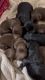 Mini Aussiedoodle puppies for sale