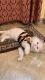 White persian cat which is of 1.5 years well trained eco friendly.