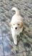 Jaipur: Golden retriever female puppy