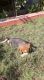 Male beagle 2 monts old in dark brown colour