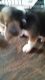 Want to sell my cute biju male beagle