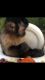 Adorable capuchin monkeys for adoption
