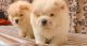 Chow chow 45 days puppy sale male and female colour cream and white