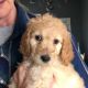 Beautiful, healthy, vet checked, dewormed, 1st shots Goldendoodle F2 p