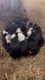 Collie akc puppies, born jan 7th,2023