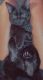 Mixed breed Smokey Black Tabby Kitten