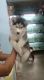 Beautiful wooly husky puppy for sale