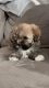 8 week old Lhasa apso Puppies for sale