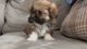 8 week old Lhasa apso Puppies for sale
