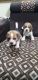 Beautiful beagle puppies available