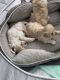 Maltipoo puppies looking for a forever home