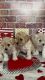 Maltipoo puppies looking for a forever home
