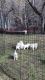 Mike & Patti’s Wolf/Hybrid pups for Sale