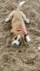 mix St Bernard(20fngrs) is available for adoption
