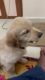Pure Golden retriever puppy (57 days )
