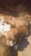 Have a6 puppies of lhasha apso for sale