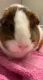 Rehoming Guinea Pig