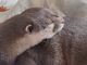 Home raised Otters for Rehoming