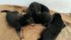 5 puppies gsd for sell long coat