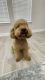 F1BB Mini-Goldendoodle | Obedience Trained