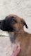 Belgian Malinois Puppies For Sale !!