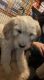 Goldendoodle Puppies ready for homes