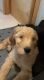 Goldendoodle Puppies ready for homes