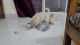 Golden Retriver Puppies Available