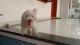 Adorable, cute & playful Maltese (female), 9 months, White