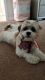 10 Month old Shihpoo for sale