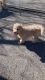 Wonderful loving Goldendoodle puppies for sale.