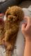 KOREAN authentic RED Toy Poodle (Microshipped)